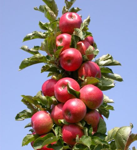 Apple tree Malinovka (Suyslepskoye): description, photo, planting, reviews