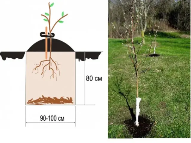 Apple tree Malinovka (Suyslepskoye): description, photo, planting, reviews