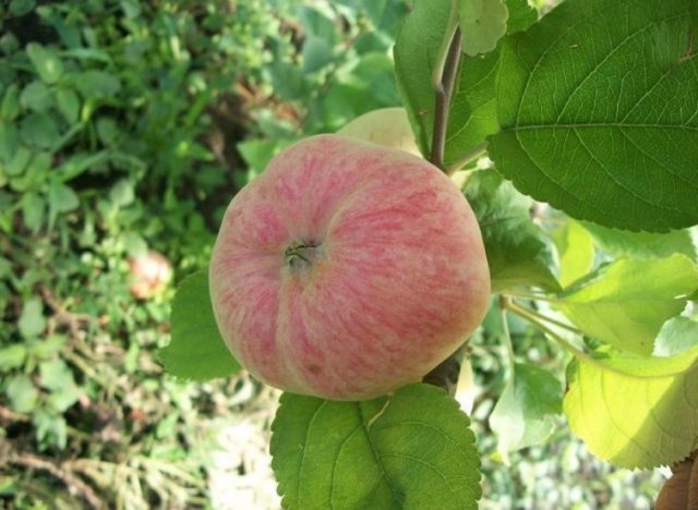 Apple tree Malinovka (Suyslepskoye): description, photo, planting, reviews