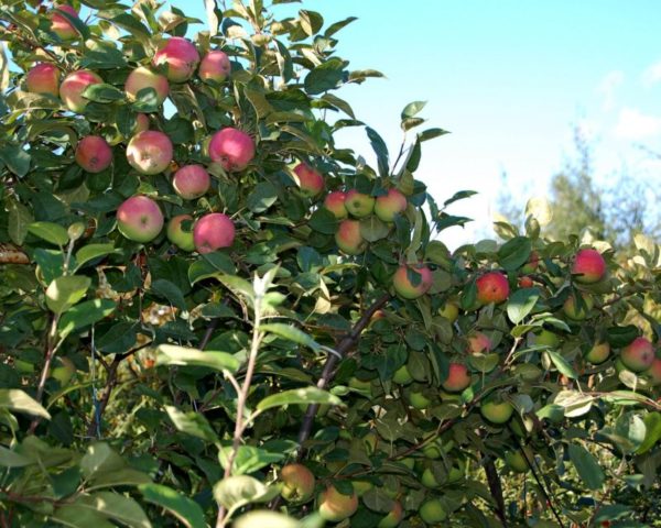 Apple tree Malinovka (Suyslepskoye): description, photo, planting, reviews