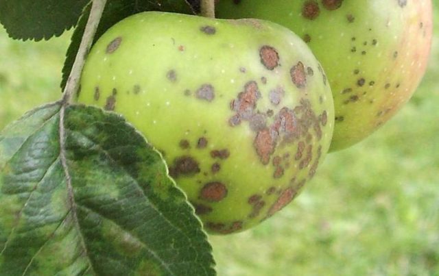 Apple tree Malinovka (Suyslepskoye): description, photo, planting, reviews