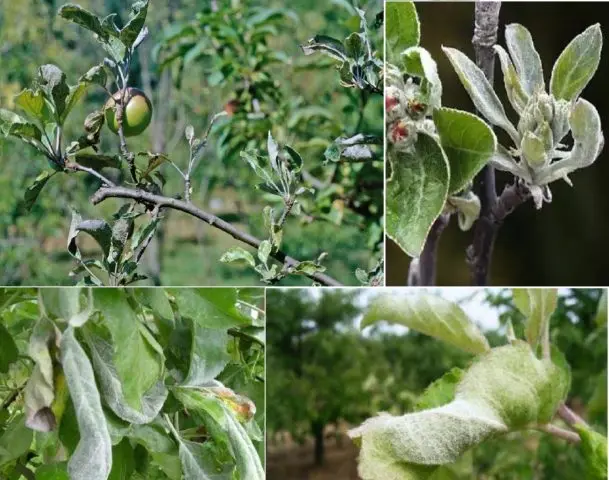 Apple tree Malinovka (Suyslepskoye): description, photo, planting, reviews