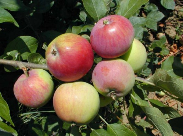 Apple tree Mantet: advantages and characteristics of the variety