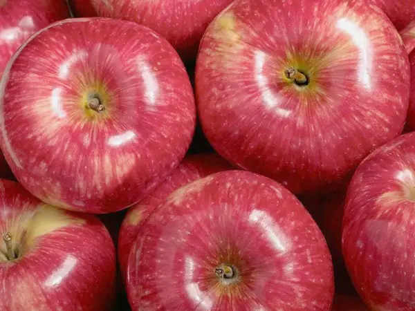 Apple tree Mantet: advantages and characteristics of the variety