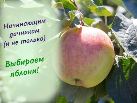 Apple tree Mantet: advantages and characteristics of the variety