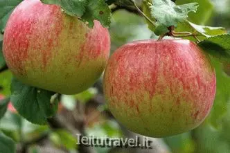 Apple tree Mantet: advantages and characteristics of the variety