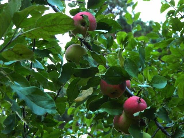 Apple tree Mantet: description, photo, reviews, planting