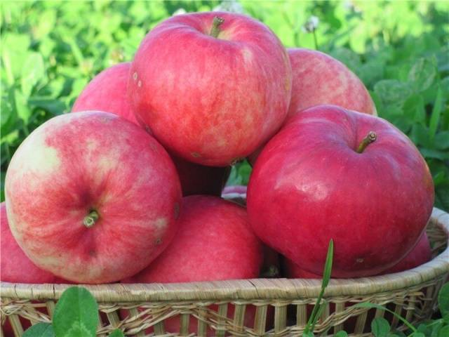 Apple tree Mantet: description, photo, reviews, planting