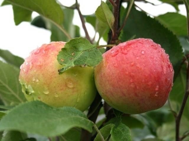 Apple tree Mantet: description, photo, reviews, planting