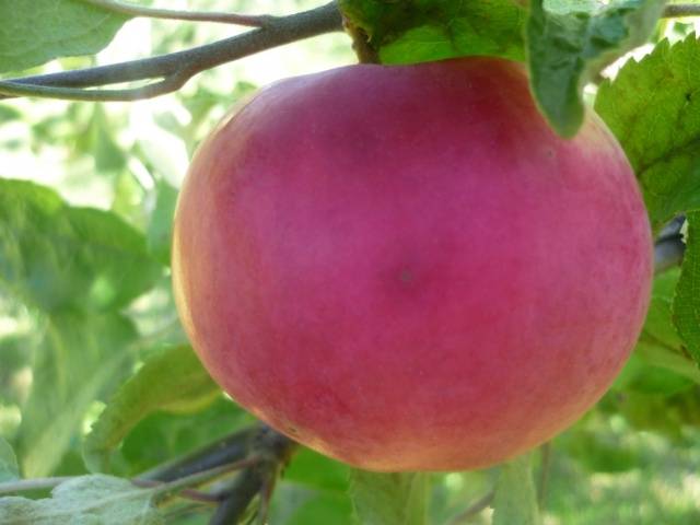 Apple tree Mantet: description, photo, reviews, planting