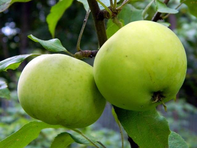 Apple tree Mantet: description, photo, reviews, planting