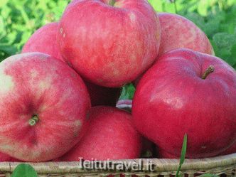 Apple tree Mantet: description, photo, reviews, planting