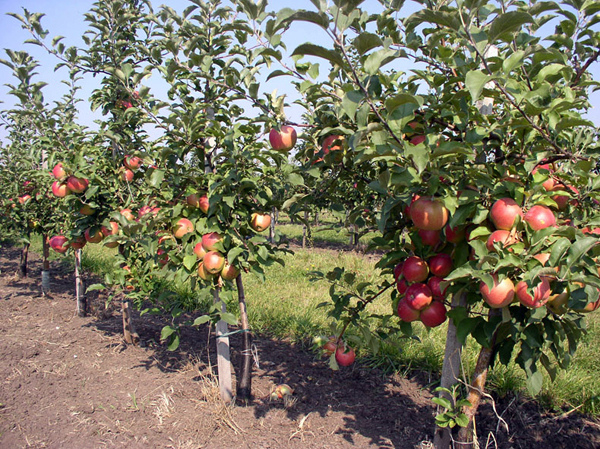 Apple tree Marat Busurin - a new autumn high-yielding variety