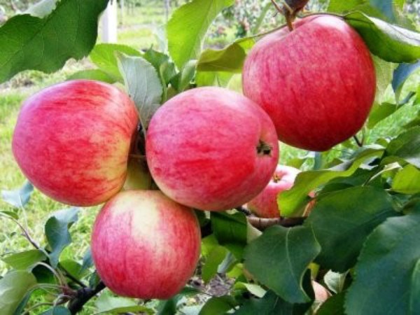 Apple tree Marat Busurin - a new autumn high-yielding variety