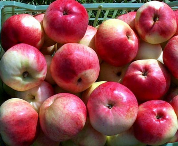 Apple tree Marat Busurin - a new autumn high-yielding variety