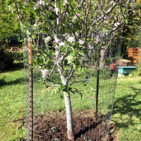 Apple tree Marat Busurin - a new autumn high-yielding variety