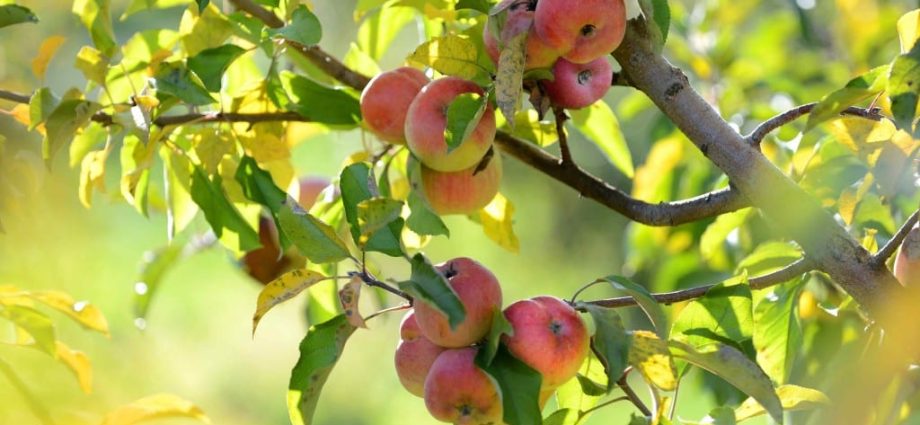 Apple tree Marat Busurin &#8211; a new autumn high-yielding variety