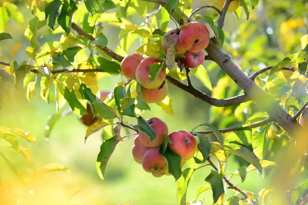 Apple tree Marat Busurin &#8211; a new autumn high-yielding variety