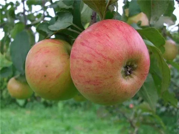 Apple tree Medunitsa: description and rules for planting a winter variety