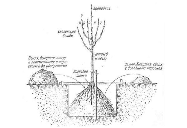 Apple tree Medunitsa: description and rules for planting a winter variety