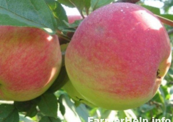 Apple tree Medunitsa: description and rules for planting a winter variety