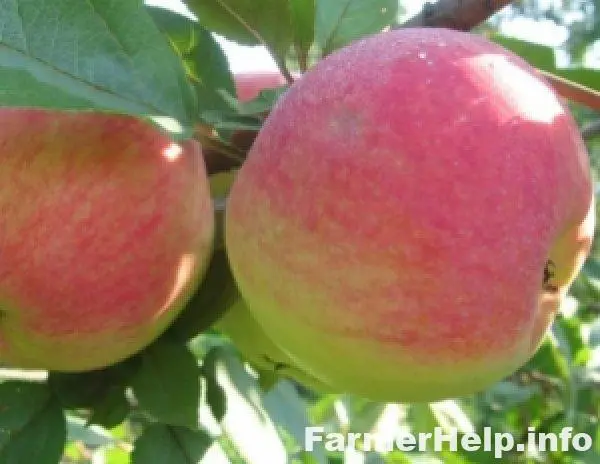 Apple tree Medunitsa: description and rules for planting a winter variety