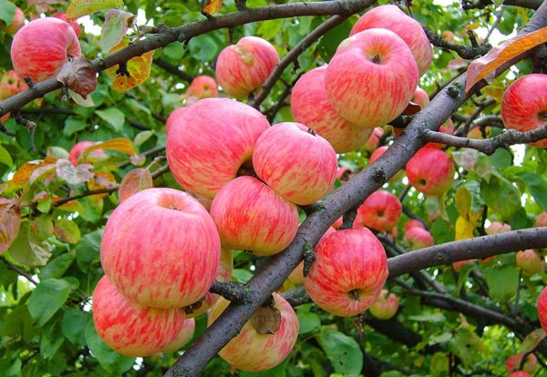 Apple tree Melba: characteristics and description of the variety, planting, pollinators