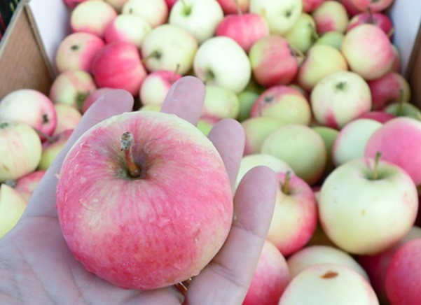 Apple tree Melba: characteristics and description of the variety, planting, pollinators