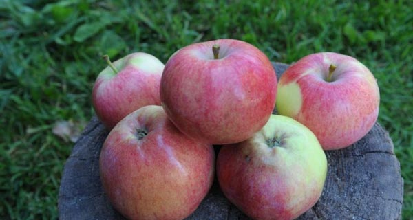 Apple tree Melba: characteristics and description of the variety, planting, pollinators