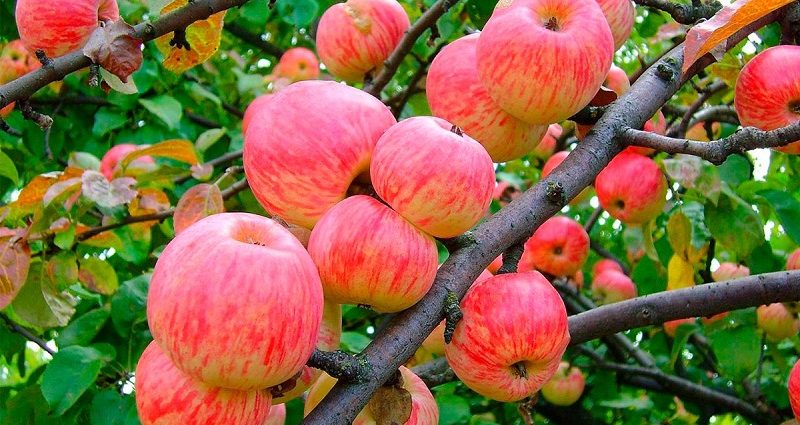 Apple tree Melba: characteristics and description of the variety, planting, pollinators