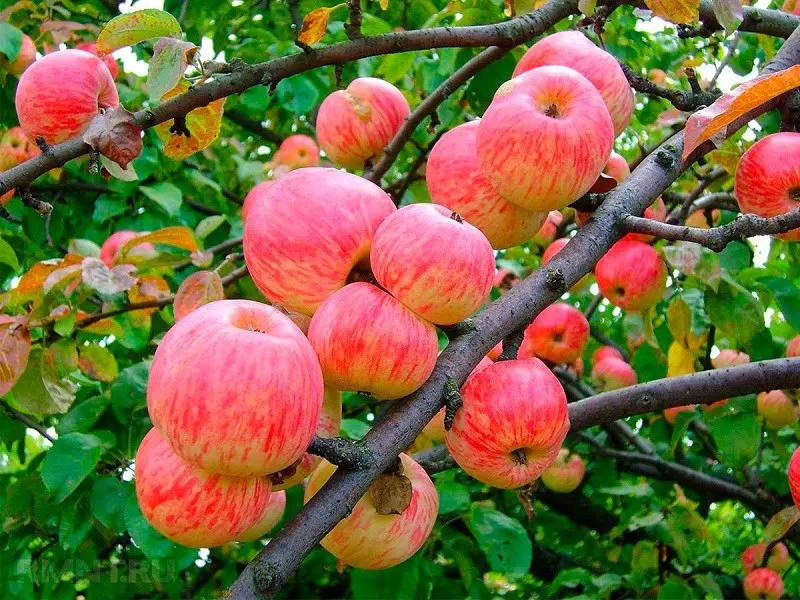 Apple tree Melba: characteristics and description of the variety, planting, pollinators