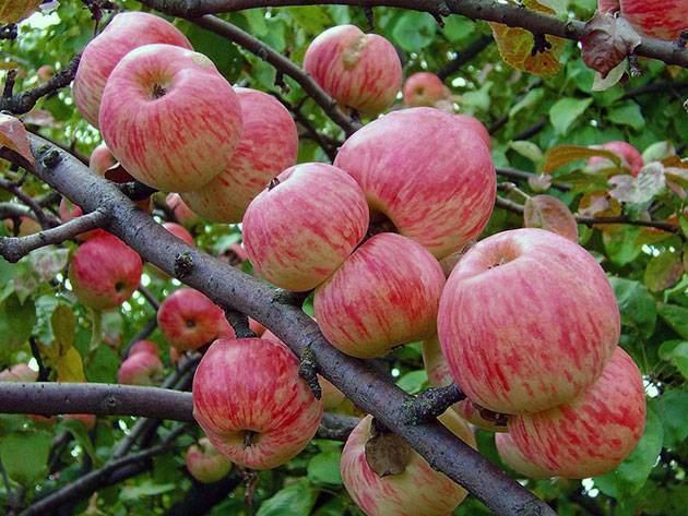 Apple tree Melba red: description, photo, planting and care