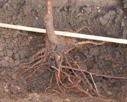 Apple tree Melba red: description, photo, planting and care