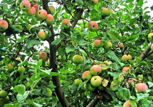 Apple tree Melba red: description, photo, planting and care