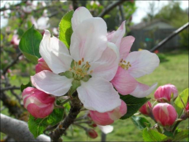 Apple tree Melba red: description, photo, planting and care