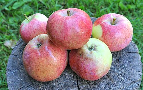 Apple tree Melba red: description, photo, planting and care