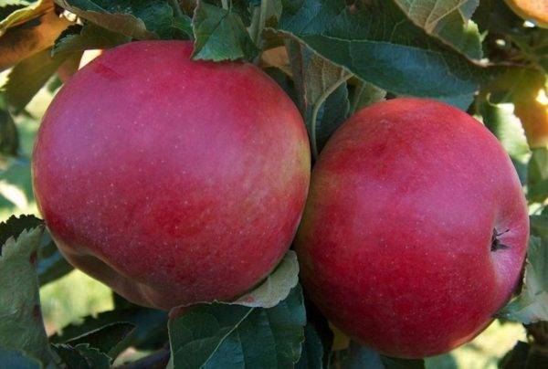 Apple tree Melba red: description, photo, planting and care