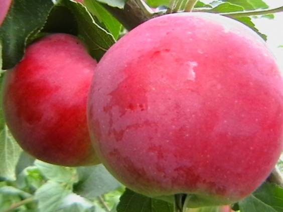 Apple tree Melba red: description, photo, planting and care