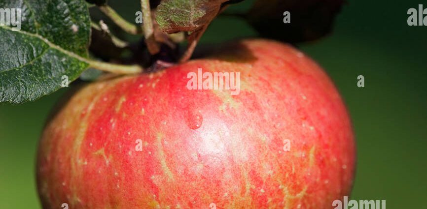 Apple tree Melba red: description, photo, planting and care