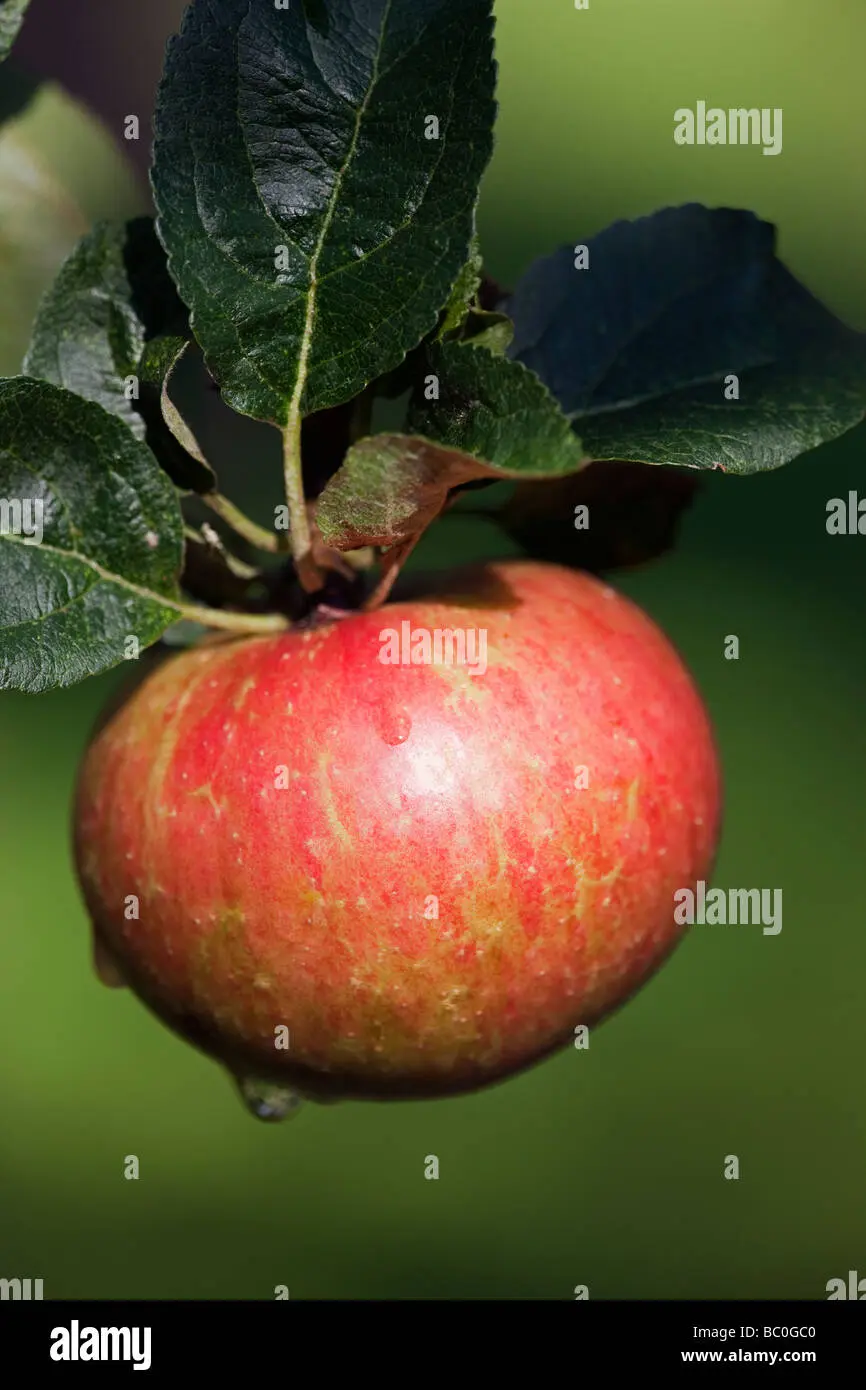 Apple tree Melba red: description, photo, planting and care