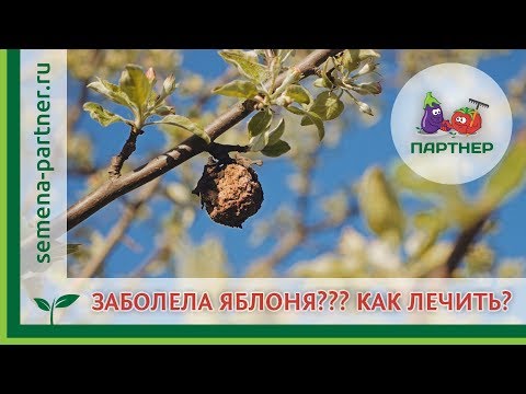 Apple tree moniliosis: description of the disease, approaches to treatment, prevention