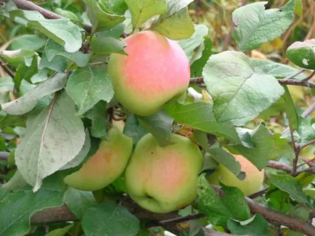 Apple tree Northern Dawn: description, pollinators, photos and reviews