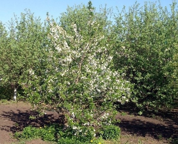 Apple tree Orlik: description of the winter variety and cultivation