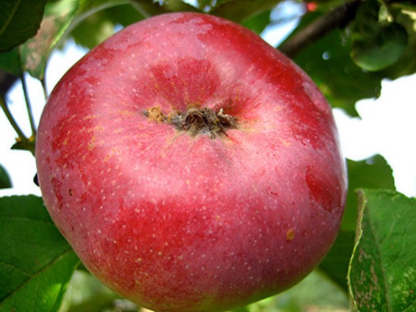 Apple tree Orlik: description of the winter variety and cultivation