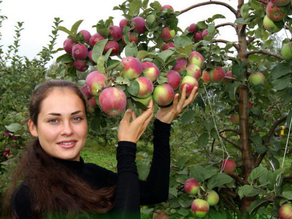 Apple tree Orlik: description of the winter variety and cultivation