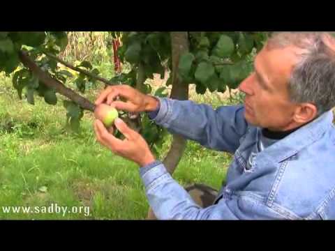 Apple tree Orlik: description of the winter variety and cultivation