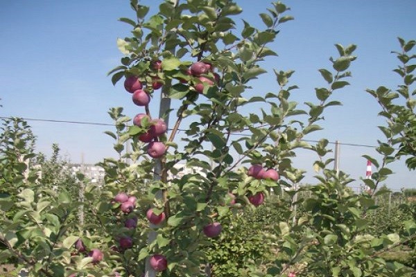 Apple tree Orlik: description of the winter variety and cultivation