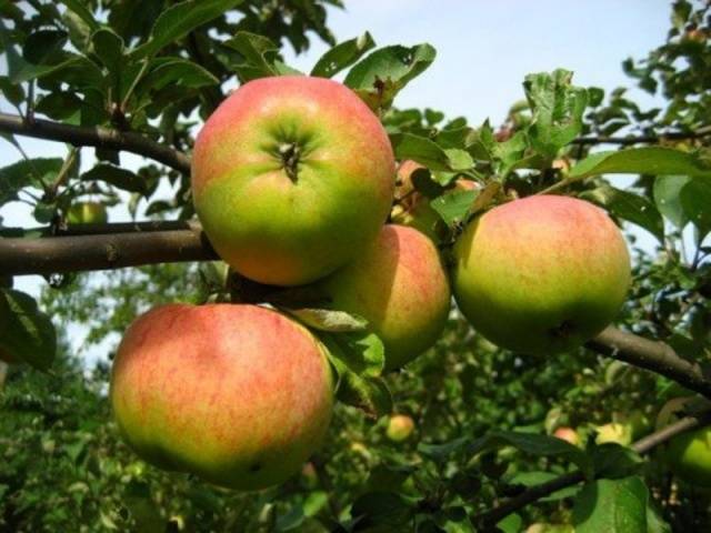 Apple tree Orlovim