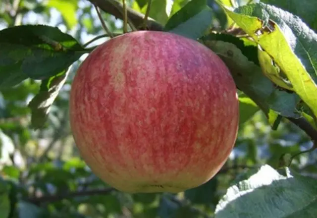 Apple tree Orlovskoe striped: description, pollinators, photos, reviews