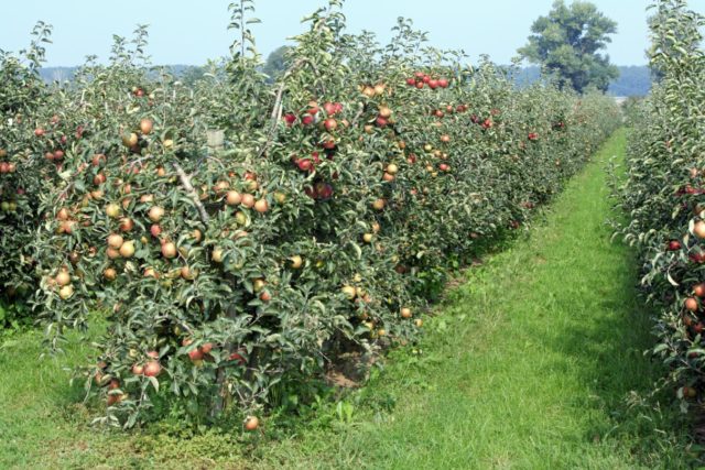 Apple tree Orlovskoe striped: description, pollinators, photos, reviews